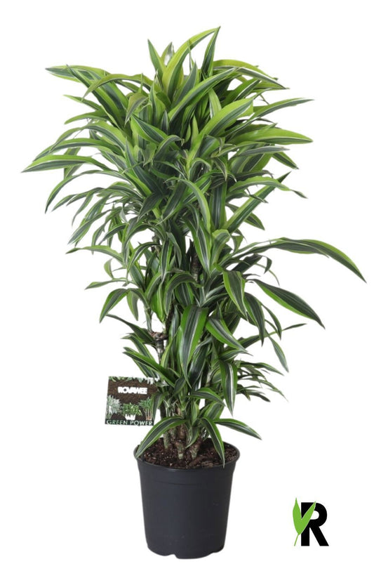 Dracaena fragrans Lemon Lime 110cm 27cm Pot