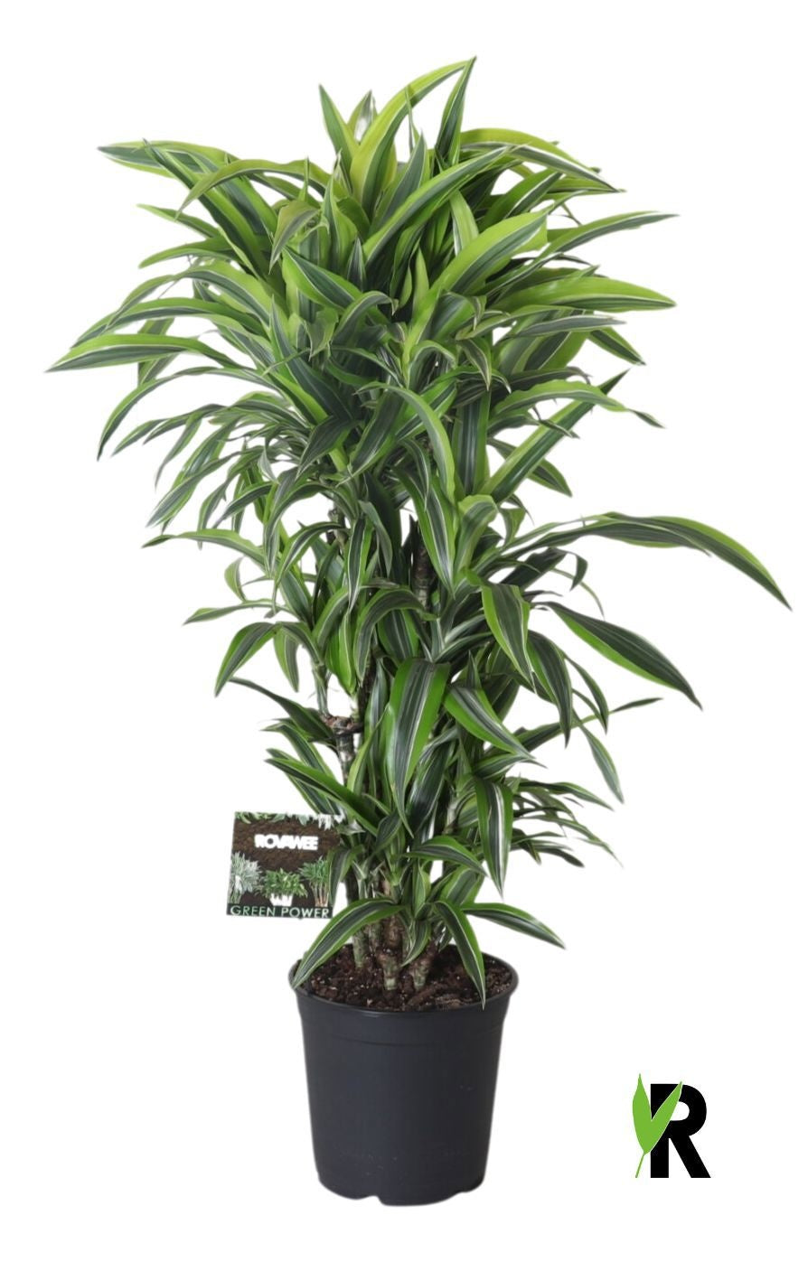 Dracaena fragrans Lemon Lime 110cm 27cm Pot