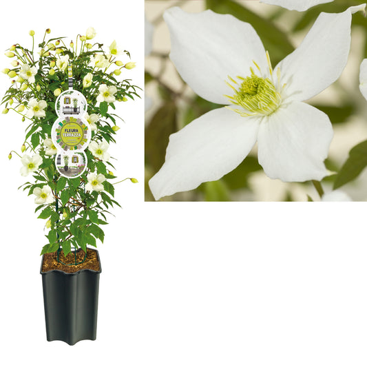 Clematis montana mix 75cm 19cm Pot