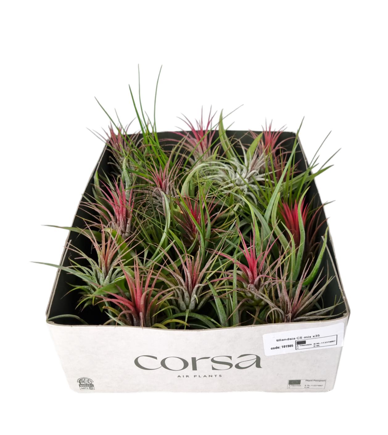 Corsaplant Tillandsia ionantha Pack of 35