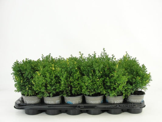 Chamaecyparis obtusa 20cm 9cm Pot