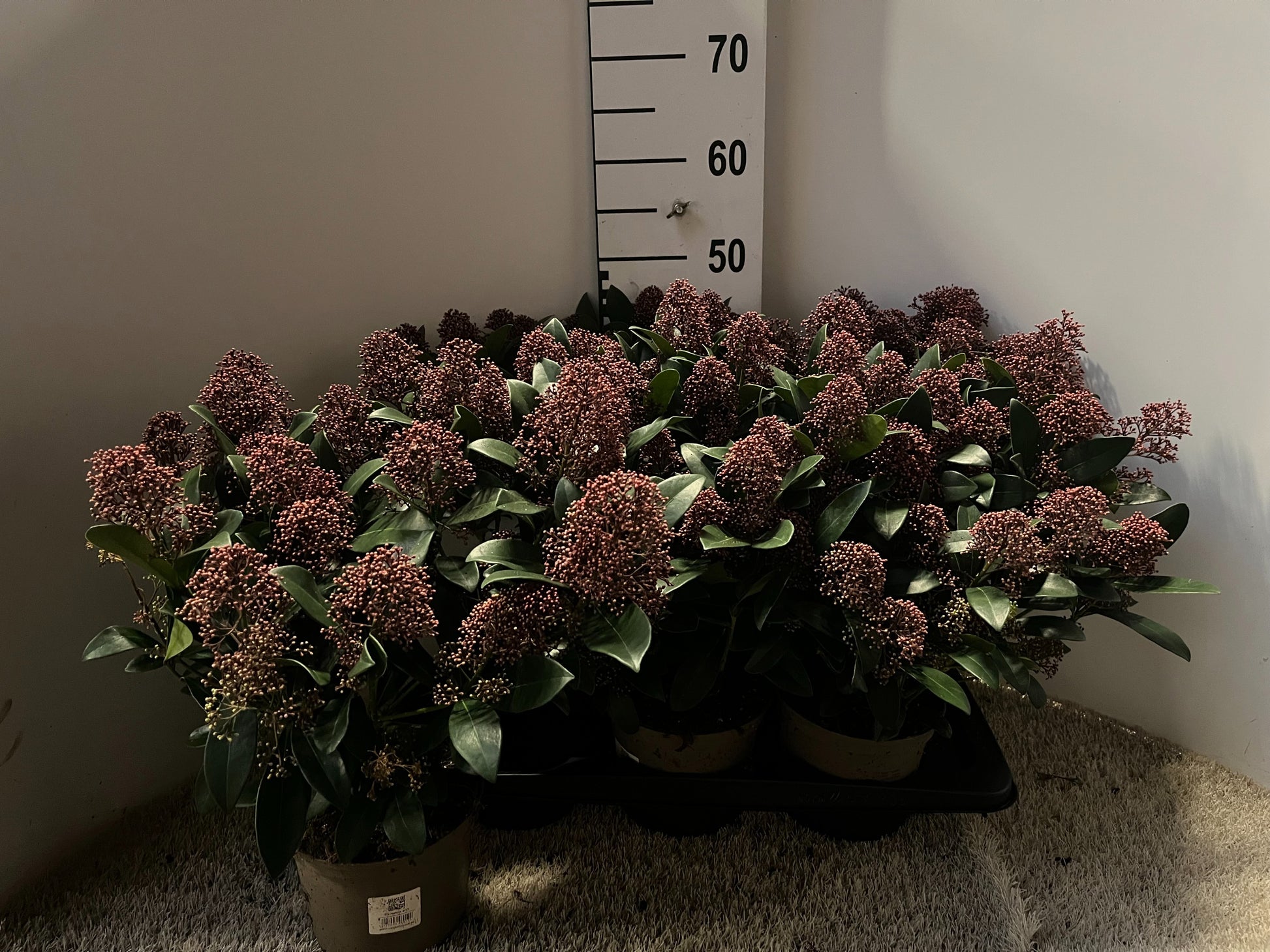 Skimmia japonica Rubella 27cm 17cm Pot