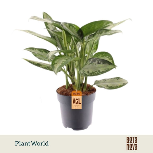 Aglaonema Jubilee 45cm 17cm Pot