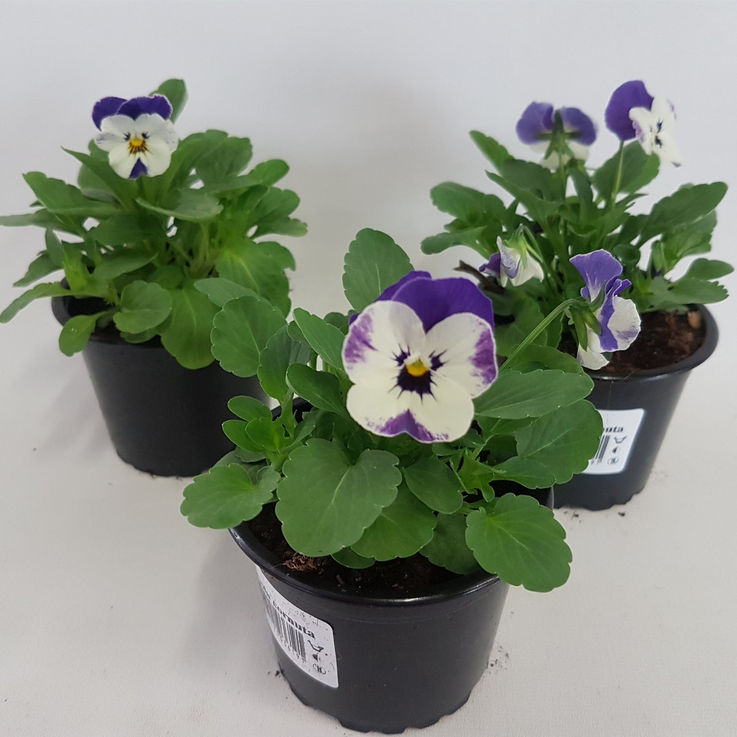 Viola corn. Sorbet Blue Heavenimp 15cm 9cm Pot
