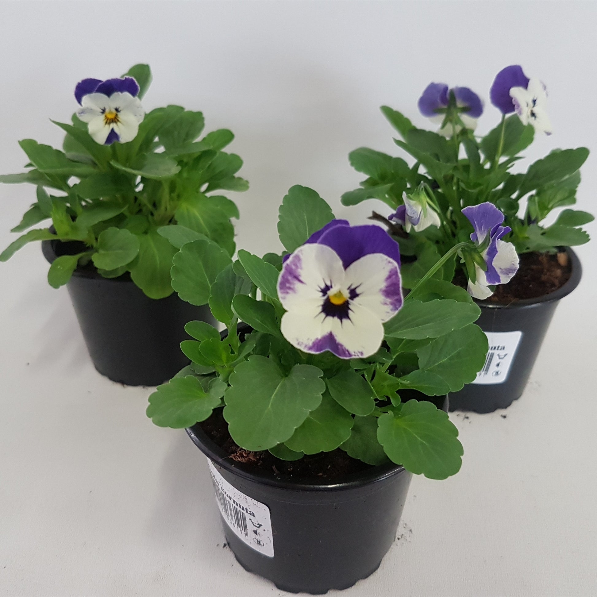 Viola corn. Sorbet Blue Heavenimp 15cm 9cm Pot