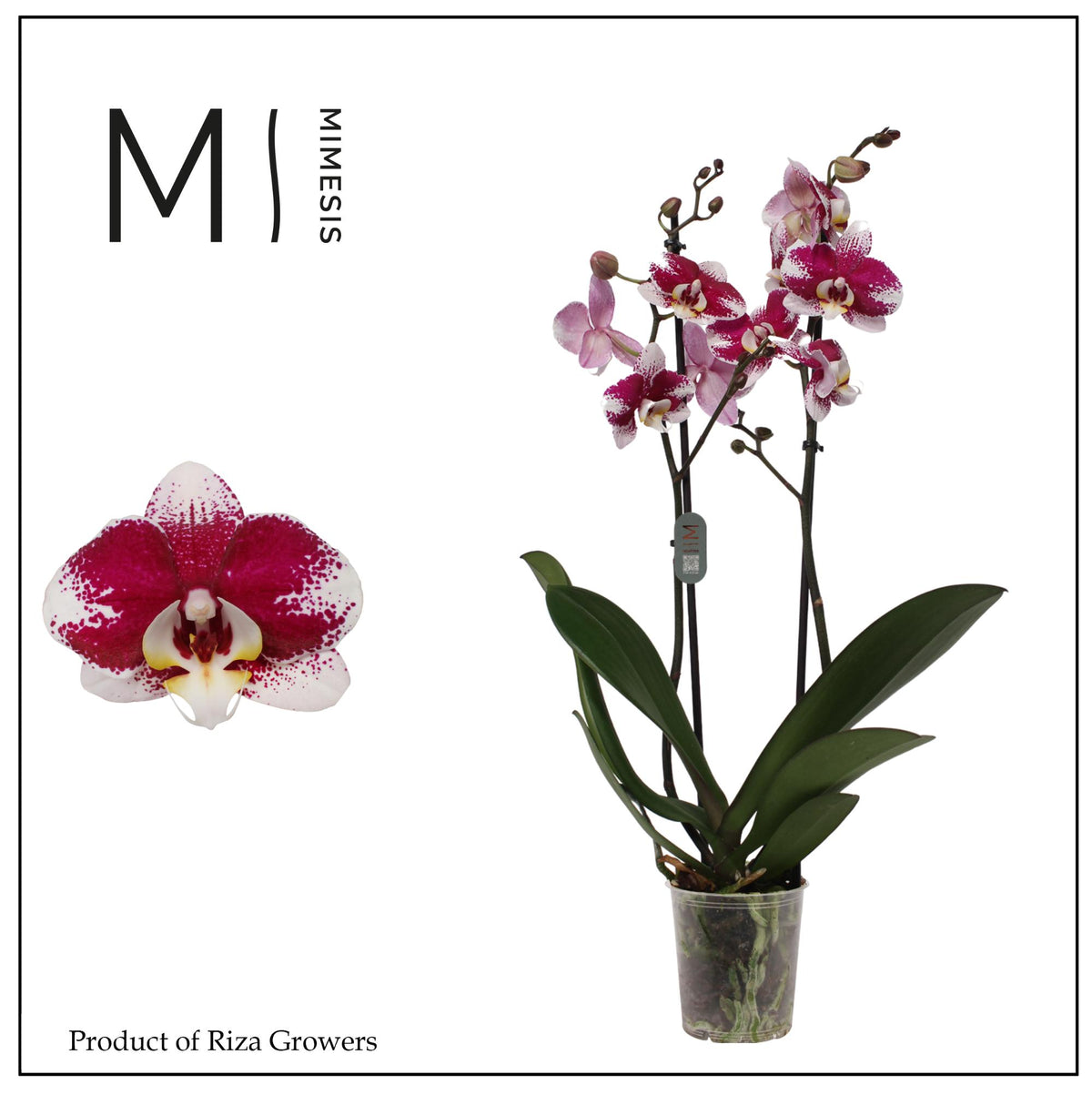 phalaenopsis-barcelona-80cm-12cm-pot