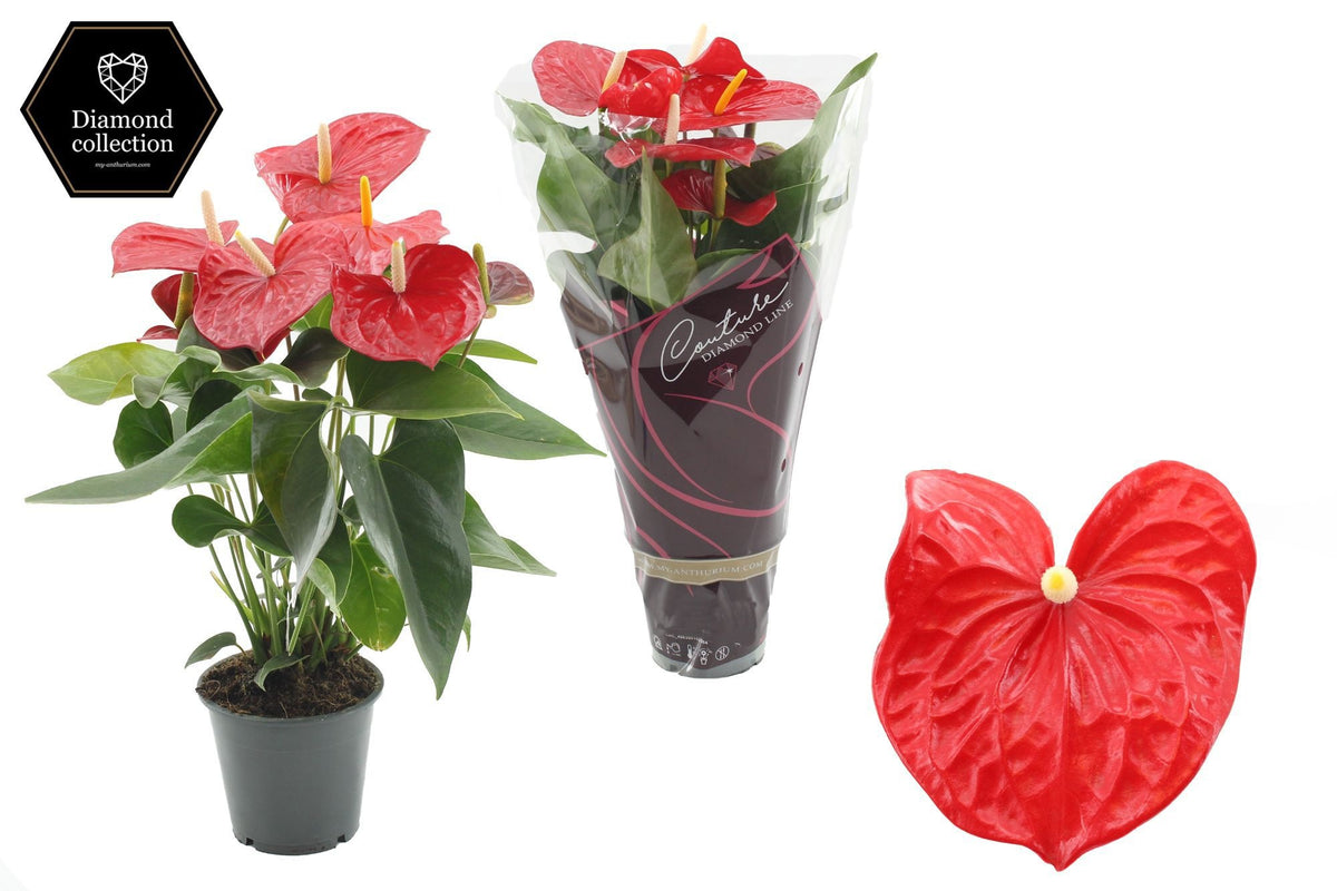 Anthurium Everio 40cm 12cm Pot