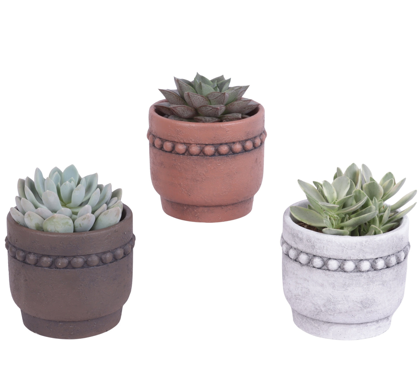 Succulent mix 25cm 13cm Pot