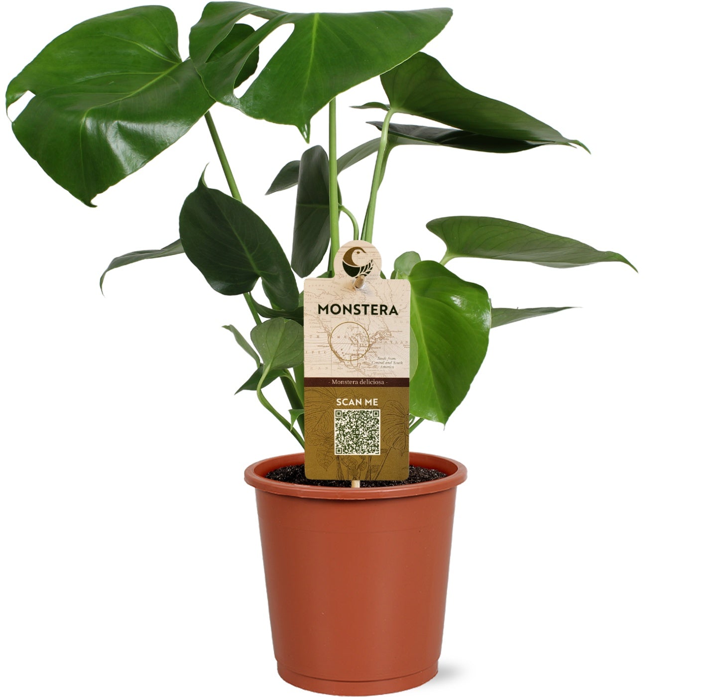 Monstera deliciosa 50cm 13cm Pot