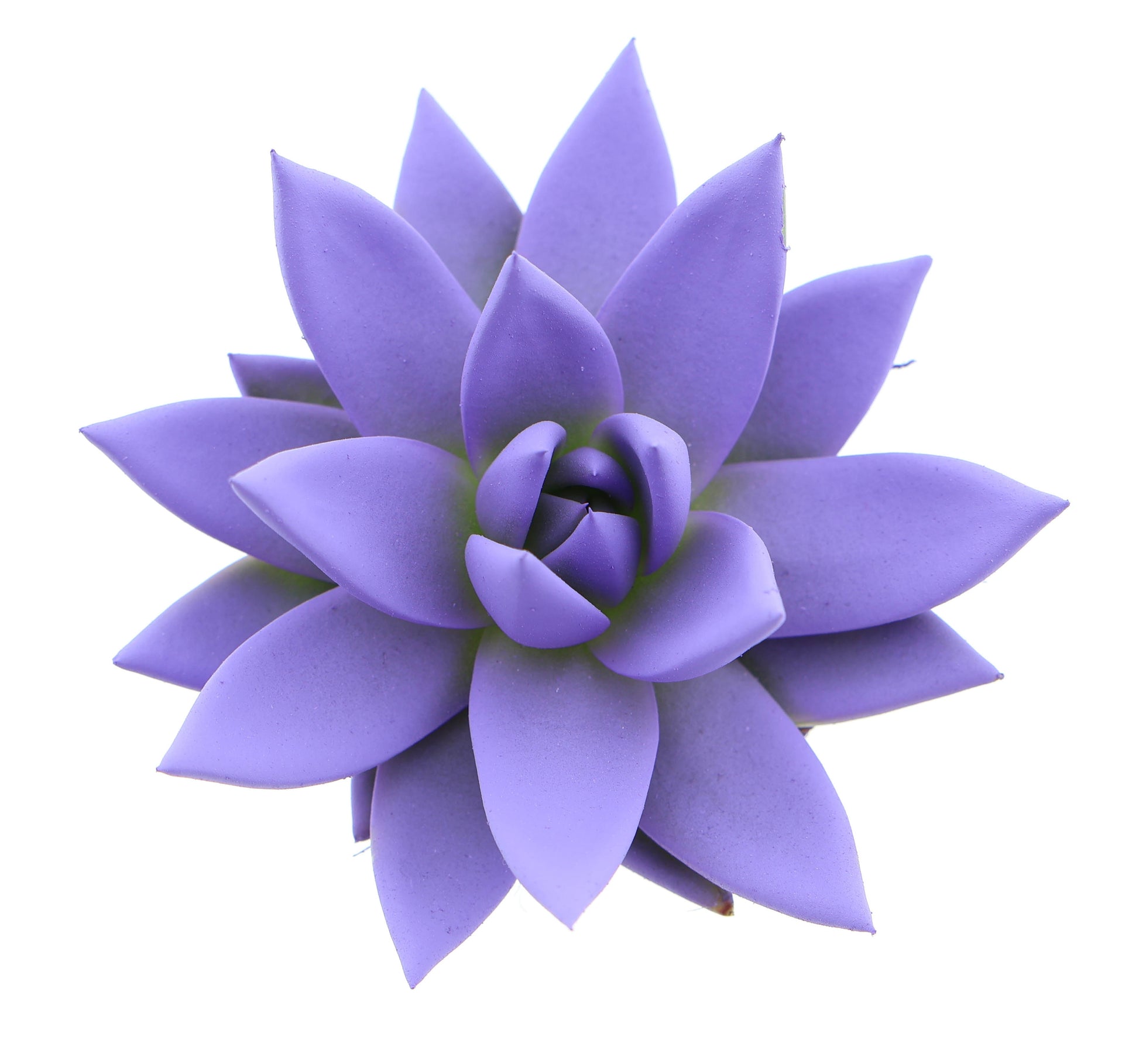 Rainbow dark milka 8cm 6cm Pot