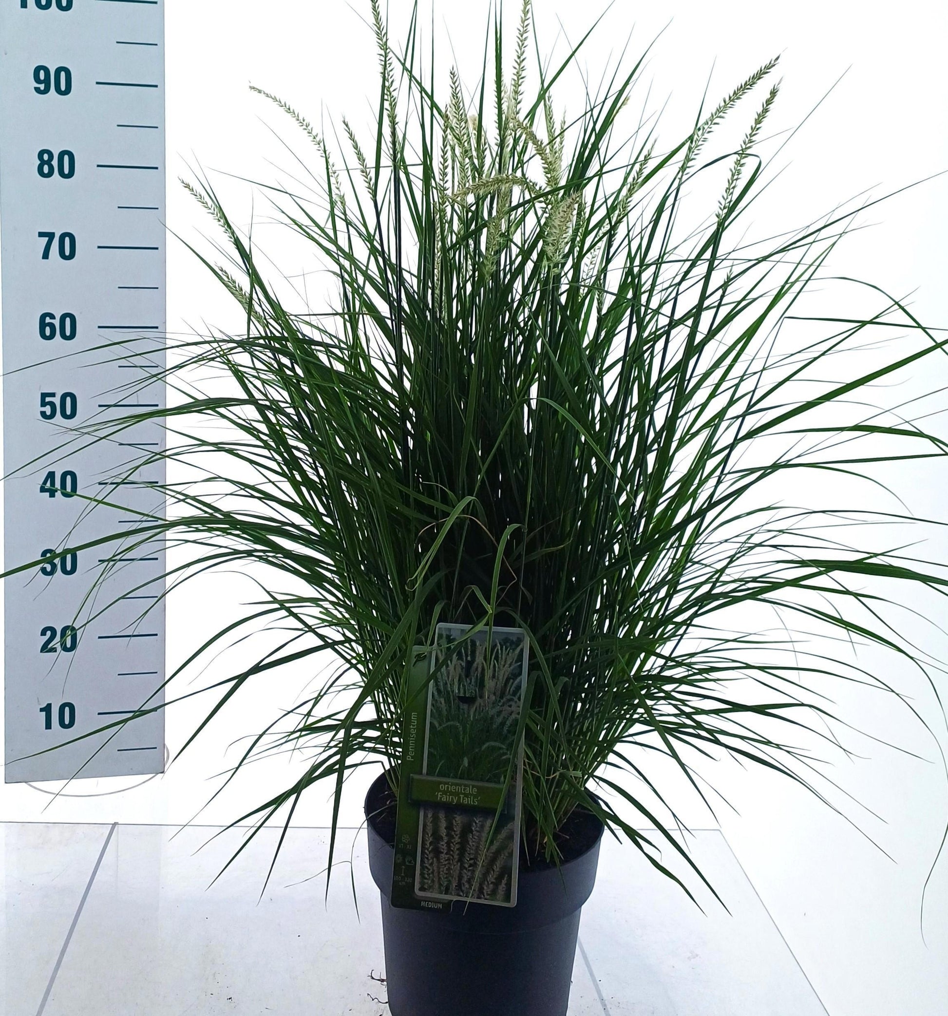 Pennisetum orientale 90cm 23cm Pot