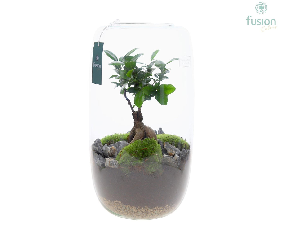 Ficus Ginseng in glass 43cm 23cm Pot