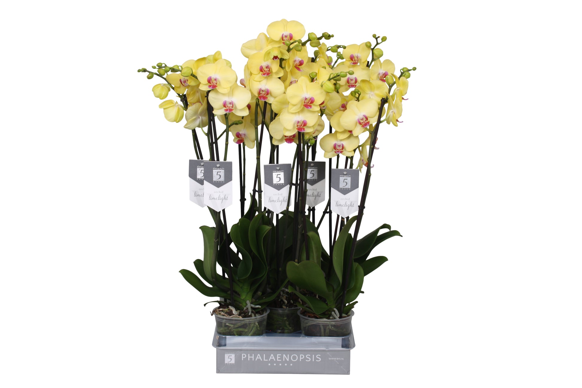 Phalaenopsis Limelight 60cm 12cm Pot