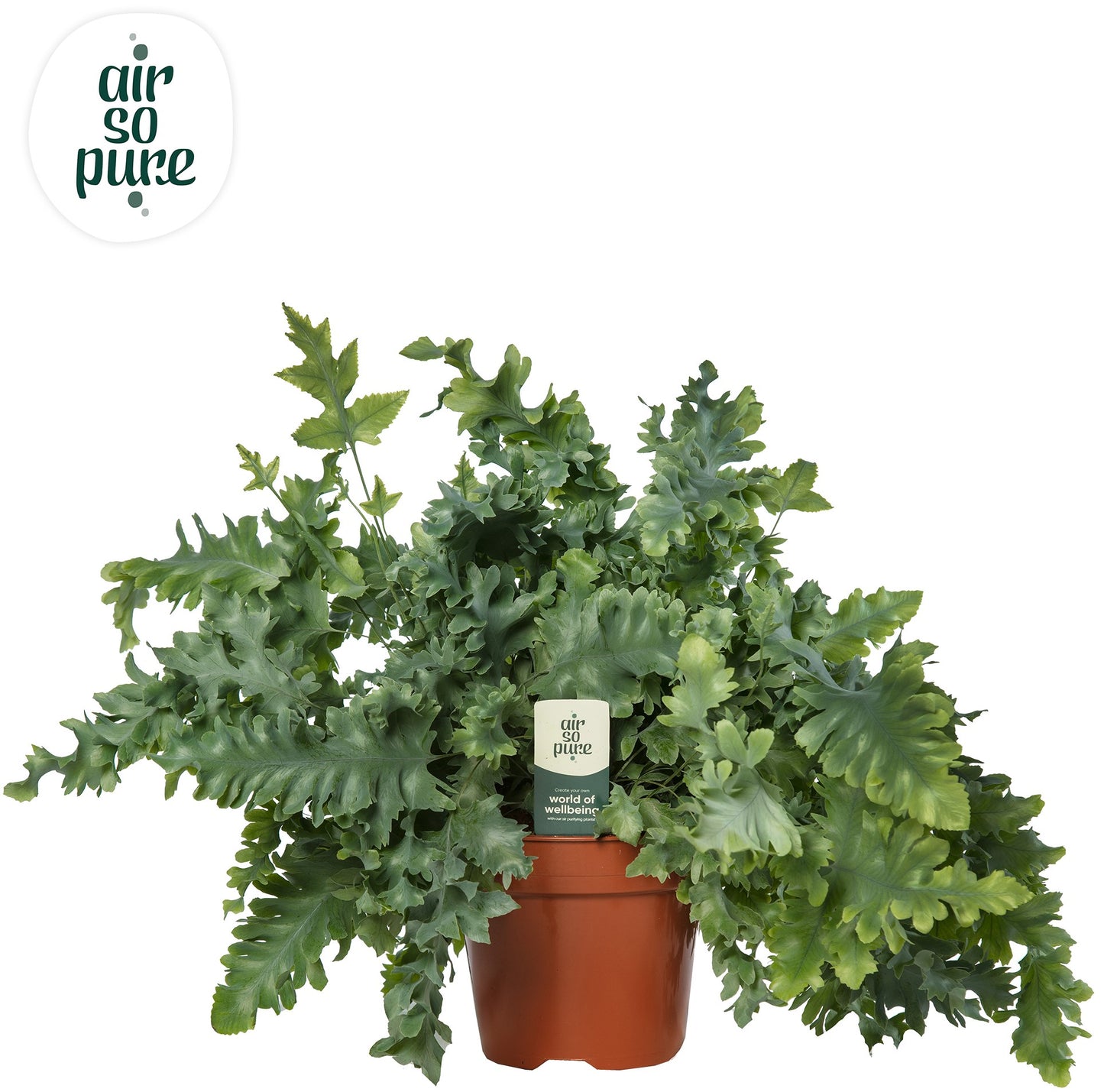 Phlebodium Davana 45cm 17cm Pot