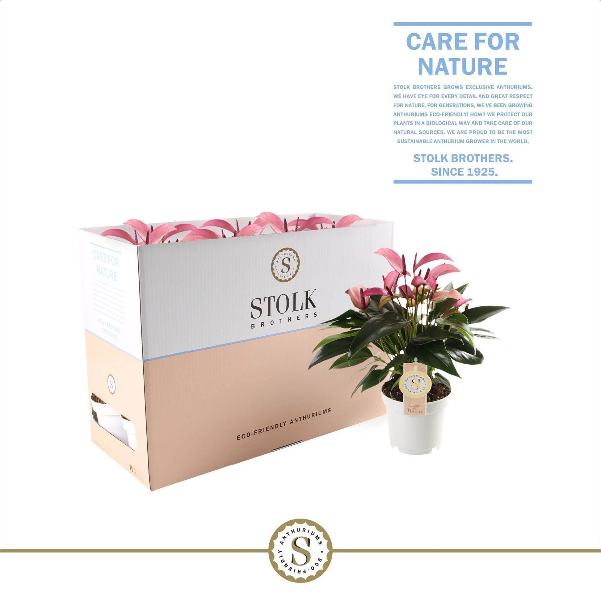 Stolk Brothers BV Anthurium Zizou Pack of 10