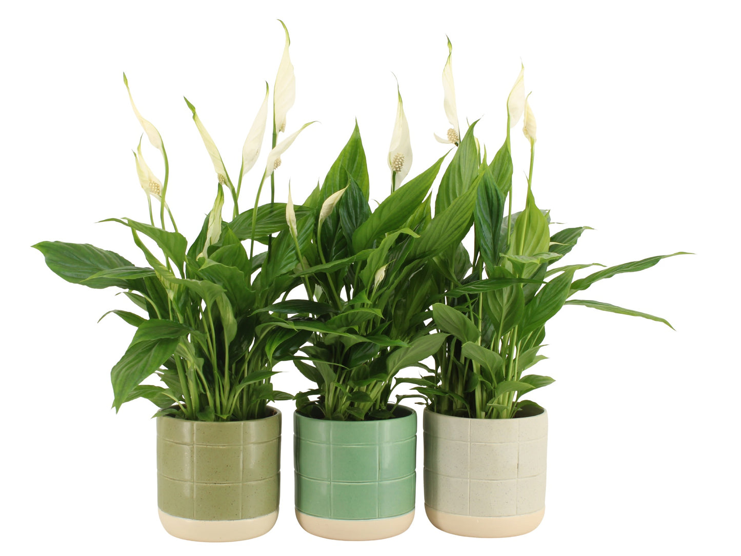 Spathiphyllum Torelli 55cm 12cm Pot