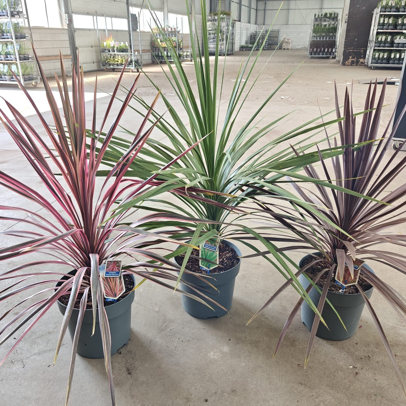 Cordyline mix 100cm 32cm Pot