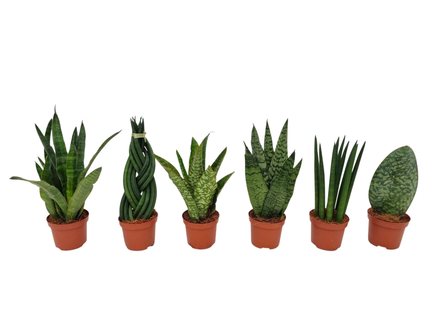Sansevieria trifasciata 25cm 9cm Pot