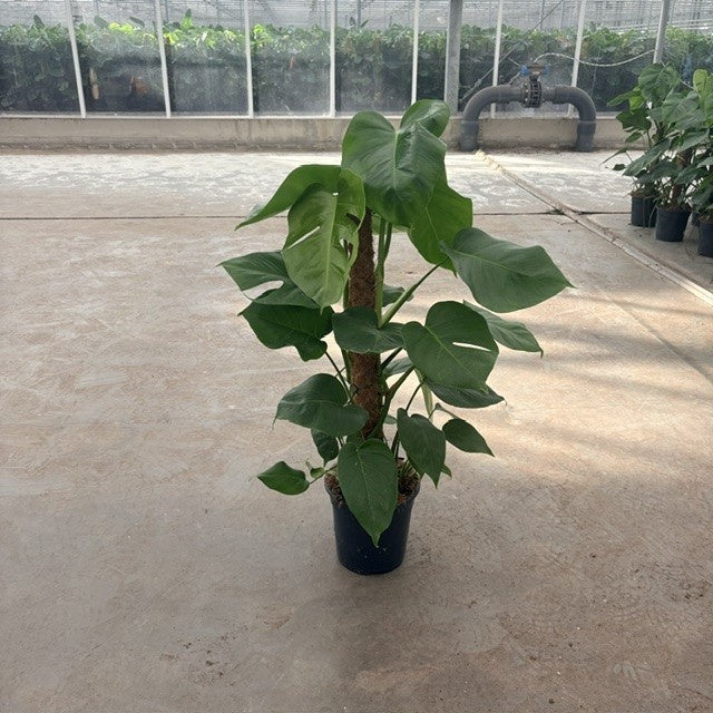 Monstera pertusum mosspole 80cm 19cm Pot