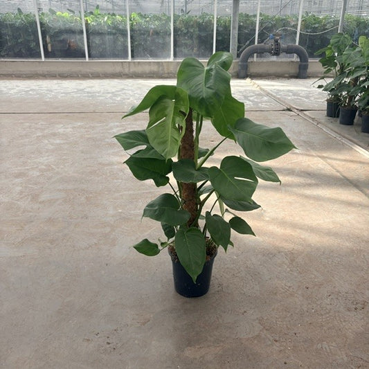 Monstera pertusum mosspole 80cm 19cm Pot