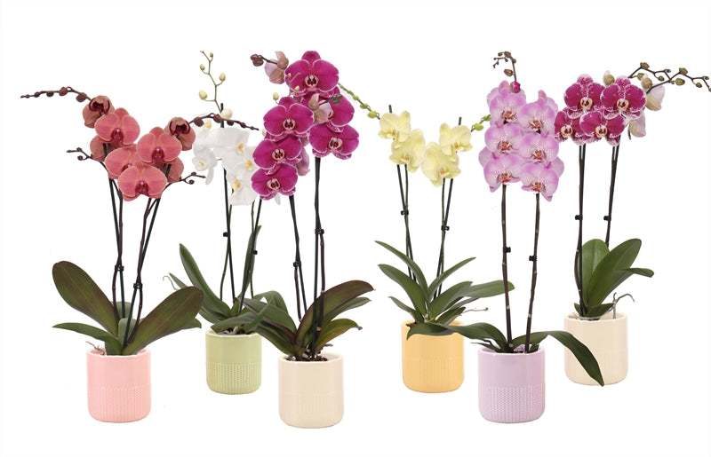 Phalaenopsis mix 60cm 12cm Pot
