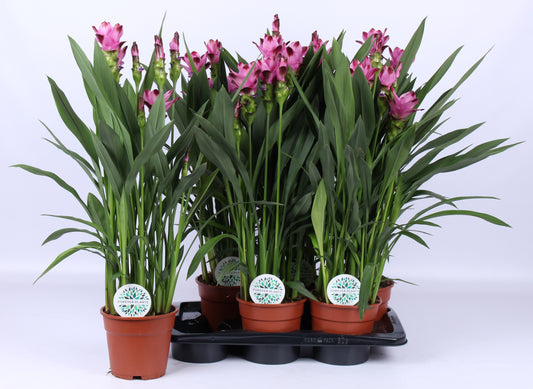 Curcuma Siam Splash 60cm 17cm Pot