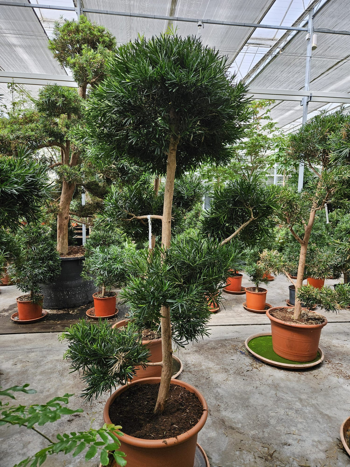 Podocarpus nivalis 250cm 60cm Pot