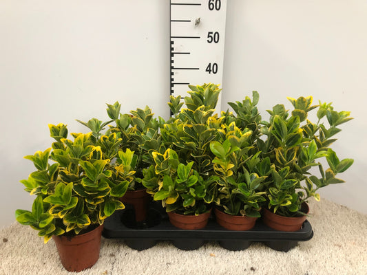 Euonymus Aureus 30cm 13cm Pot