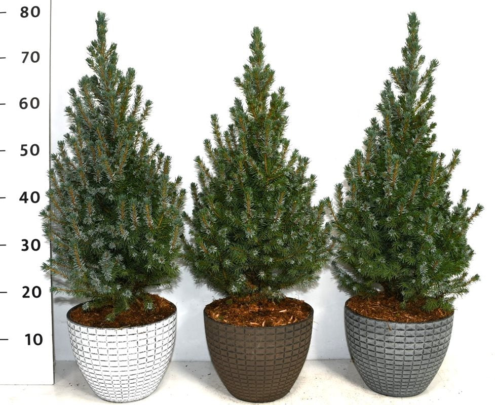 Picea gl. Sander Blue 80cm 23cm Pot