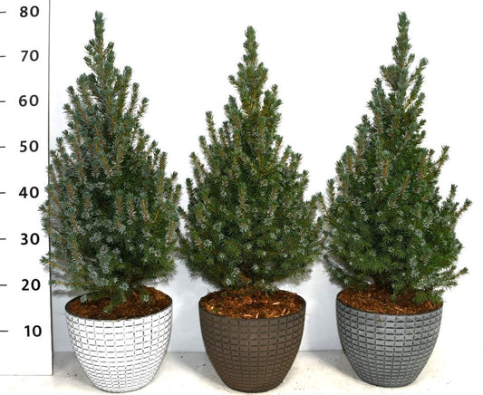Picea gl. Sander Blue 80cm 23cm Pot