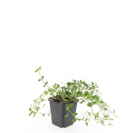 Vinca Gertrude Jekyll 15cm 9cm Pot