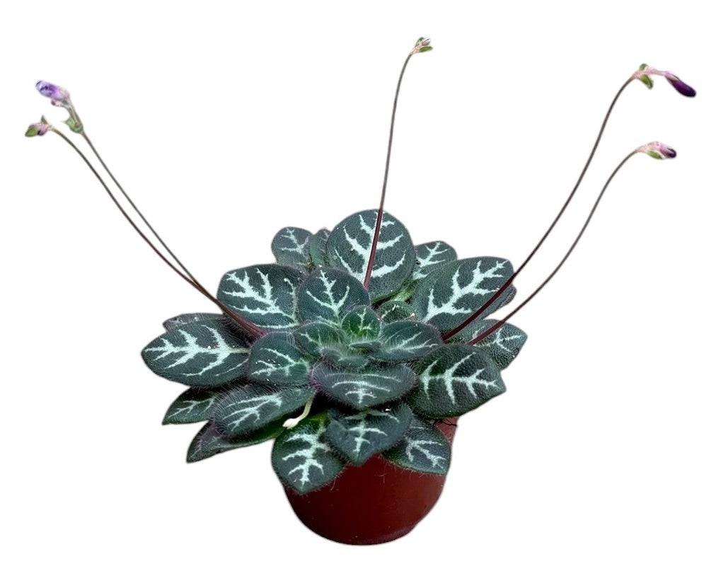 Primulina Sinovietnamica 12cm 8cm Pot
