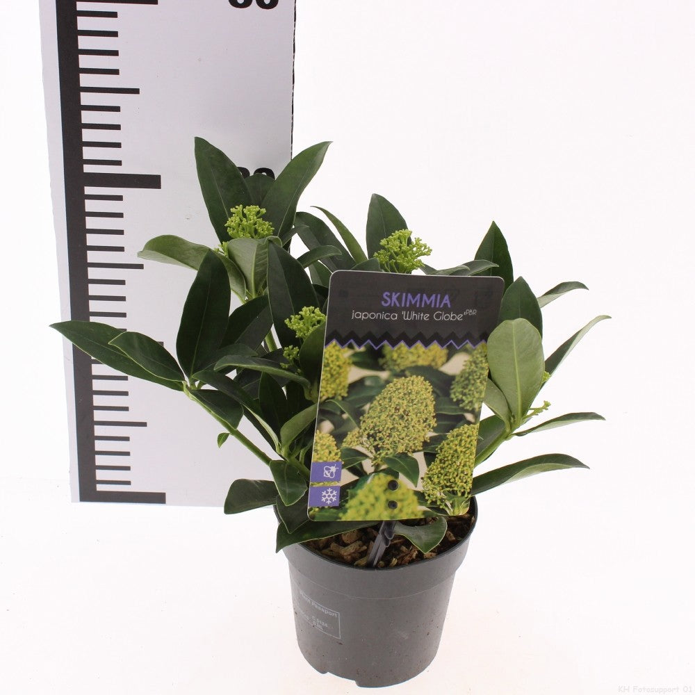 Snepvangers Tuinplanten Skimmia japonica White Globe Pack of 15