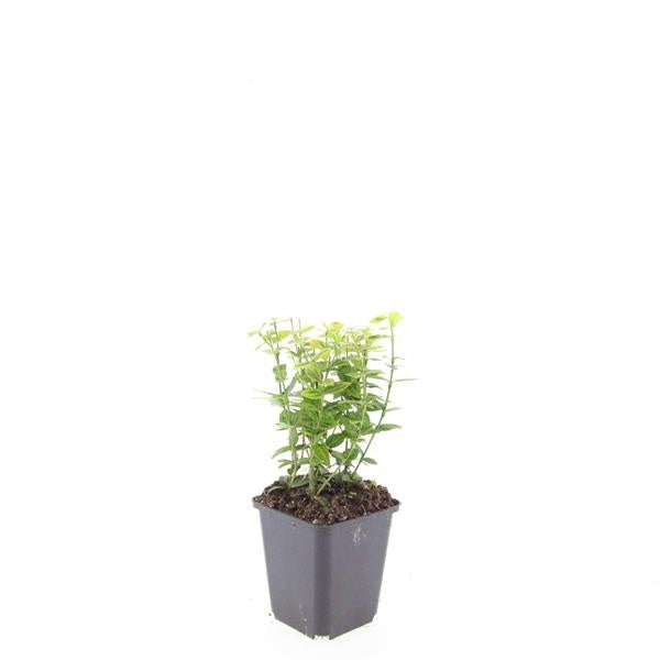 Boer, W.T.M. de Euonymus Emerald & Gold Pack of 12