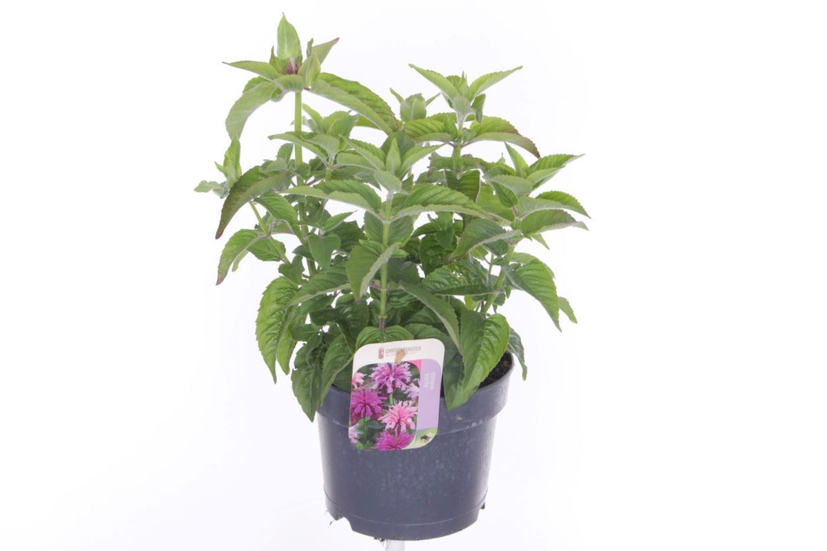 Monarda didyma 40cm 17cm Pot