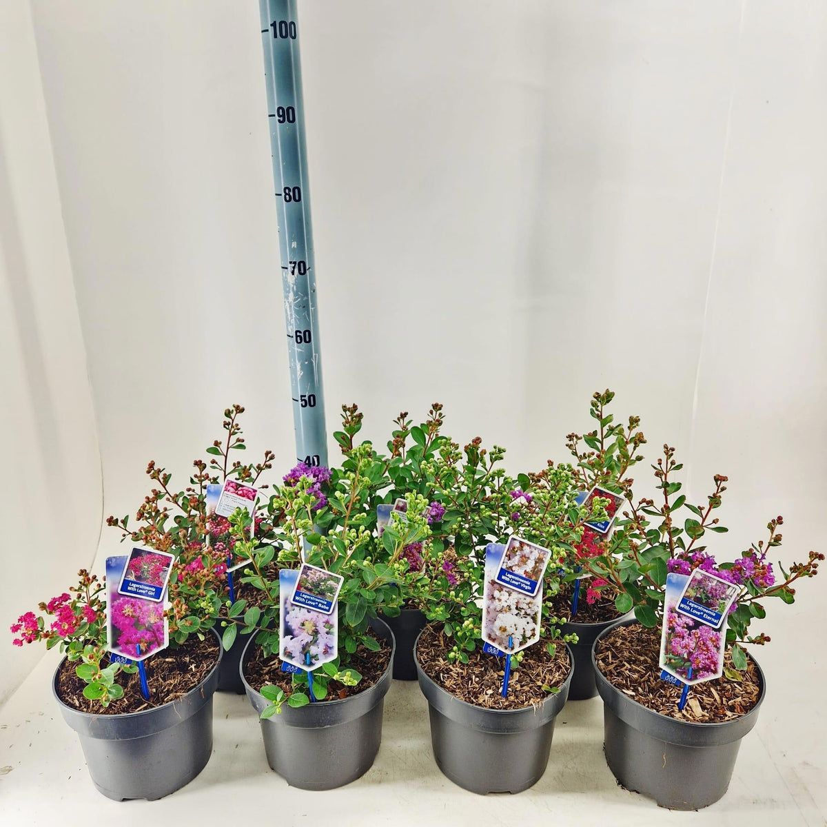 Lagerstroemia indica 45cm 23cm Pot