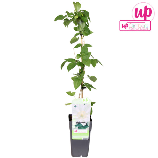 Clematis Guernsey Cream 65cm 15cm Pot