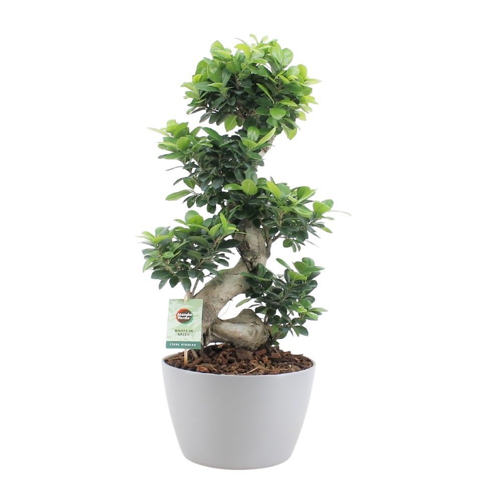 Ficus Ginseng 75cm 28cm Pot