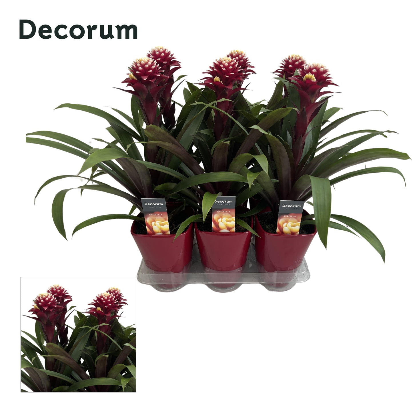 Guzmania Francesca (+ drp.ceramic) 45cm 14cm Pot