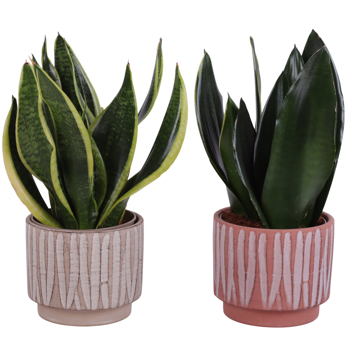 Sansevieria trifasciata 35cm 14cm Pot