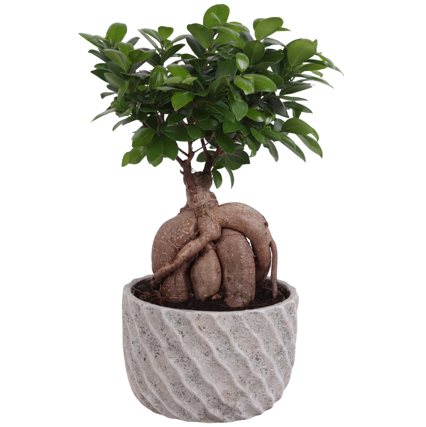 Ficus Ginseng 45cm 23cm Pot
