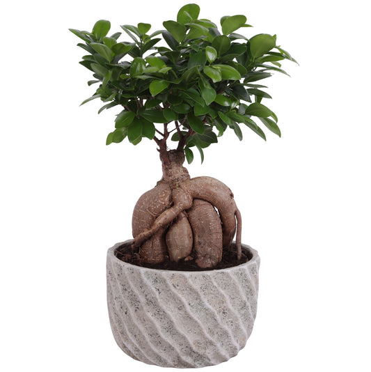 Ficus Ginseng 45cm 23cm Pot