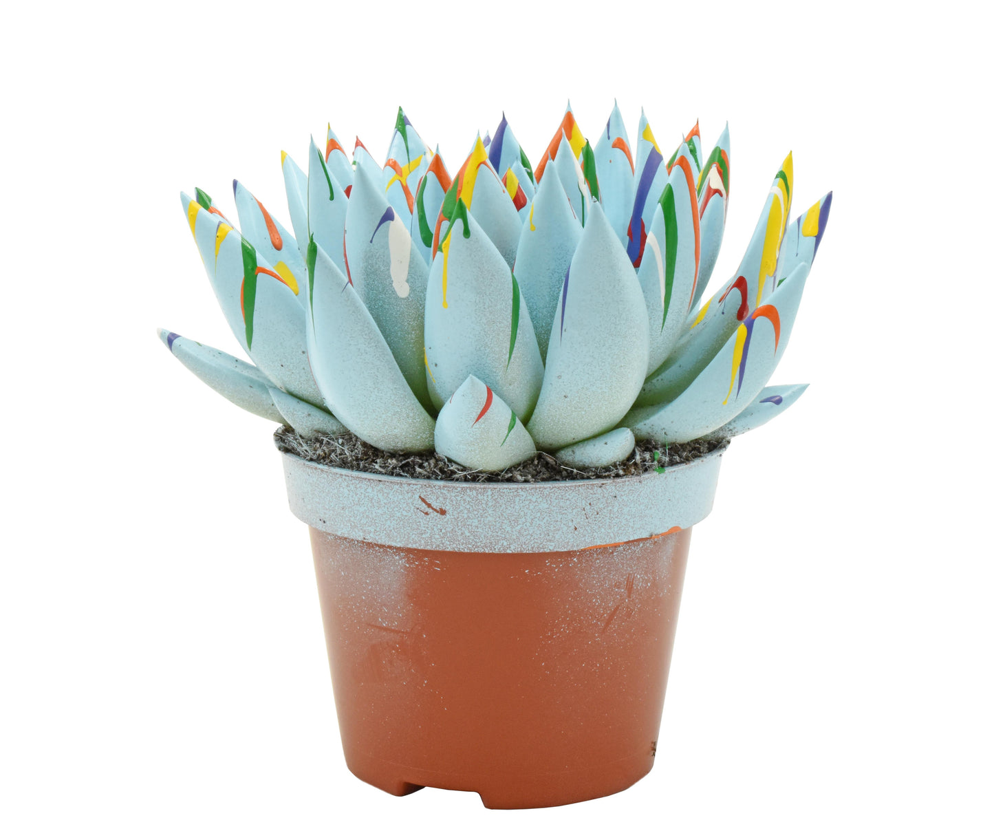 Echeveria colored Splash pastel blue 13cm 10.5cm Pot