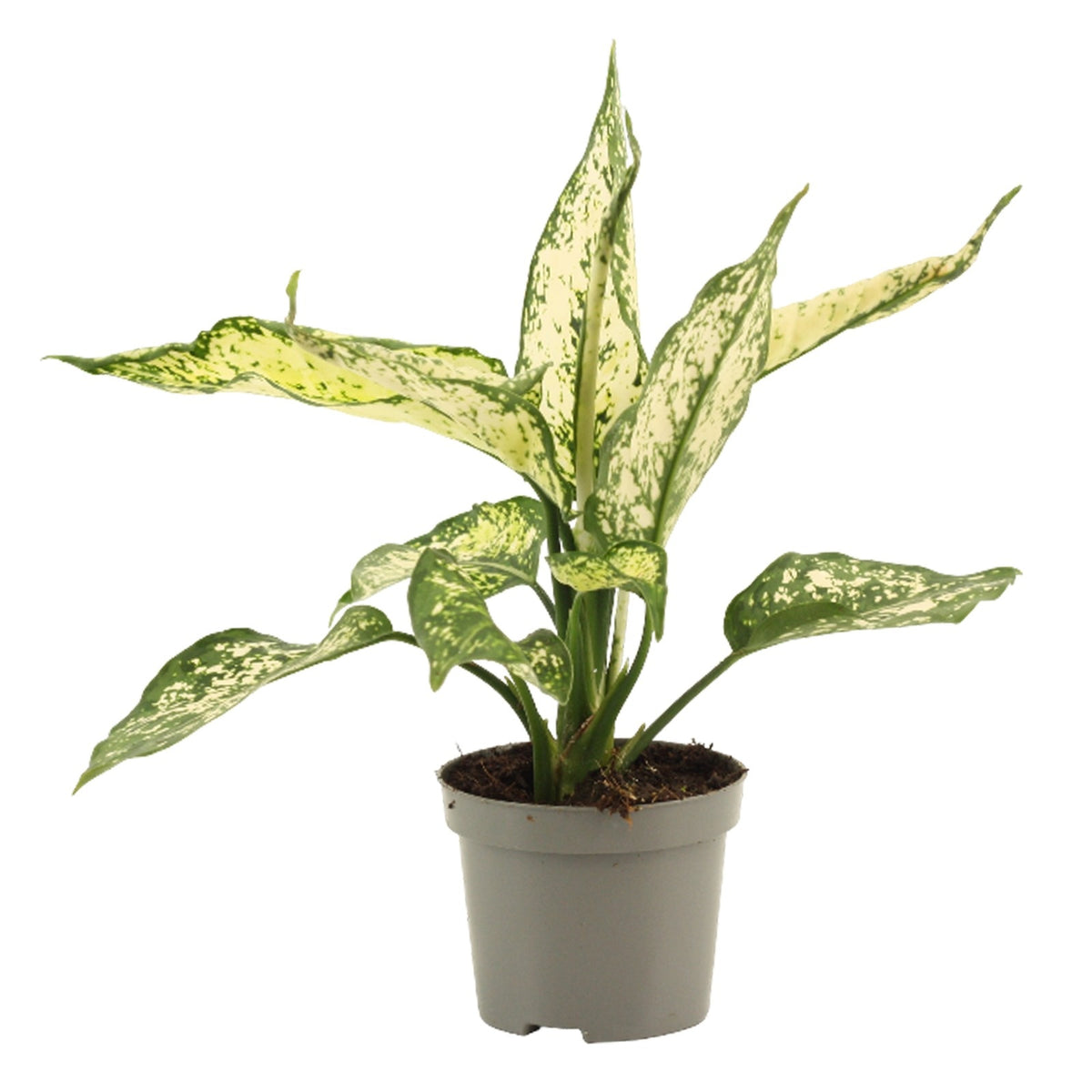 Aglaonema Hybrid 28cm 9cm Pot
