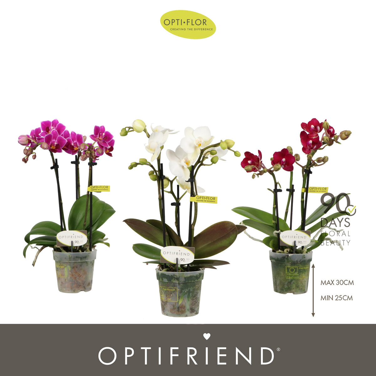 Phalaenopsis mix 25cm 7cm Pot