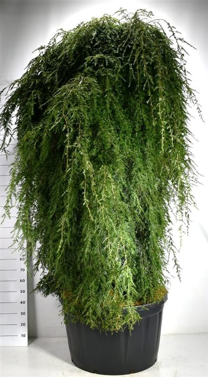Tsuga canadensis 'Pendula' 300cm 80cm Pot