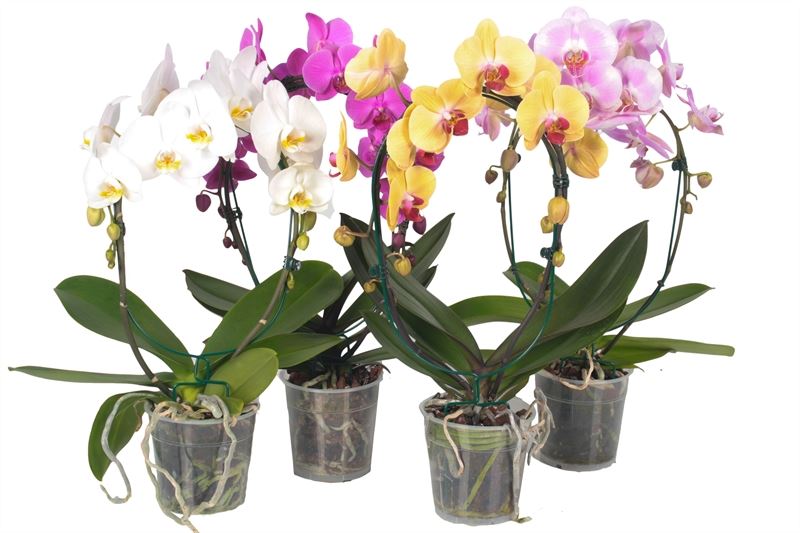 Phalaenopsis mix 45cm 12cm Pot
