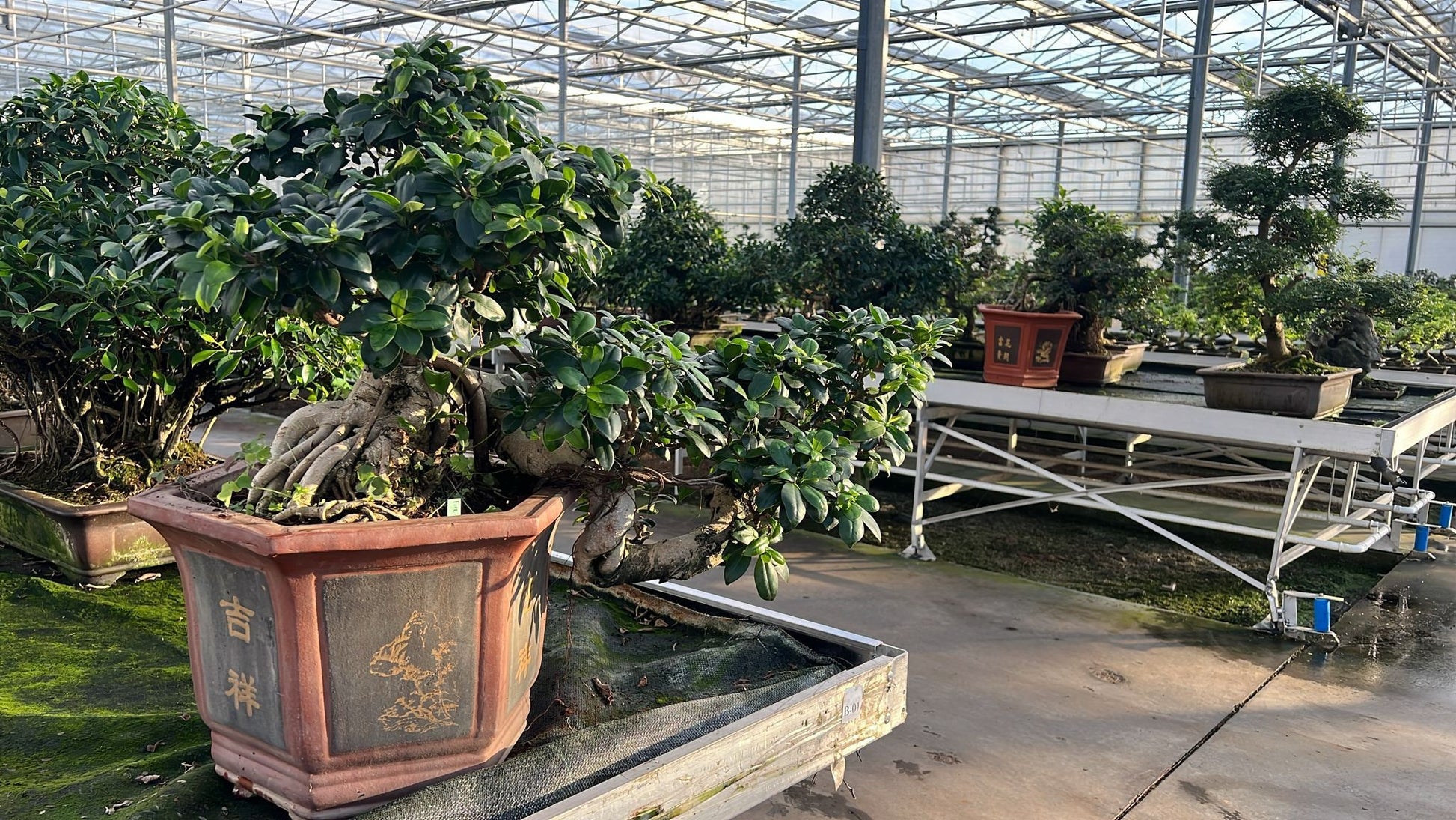 Bonsai Mix 85cm 43cm Pot
