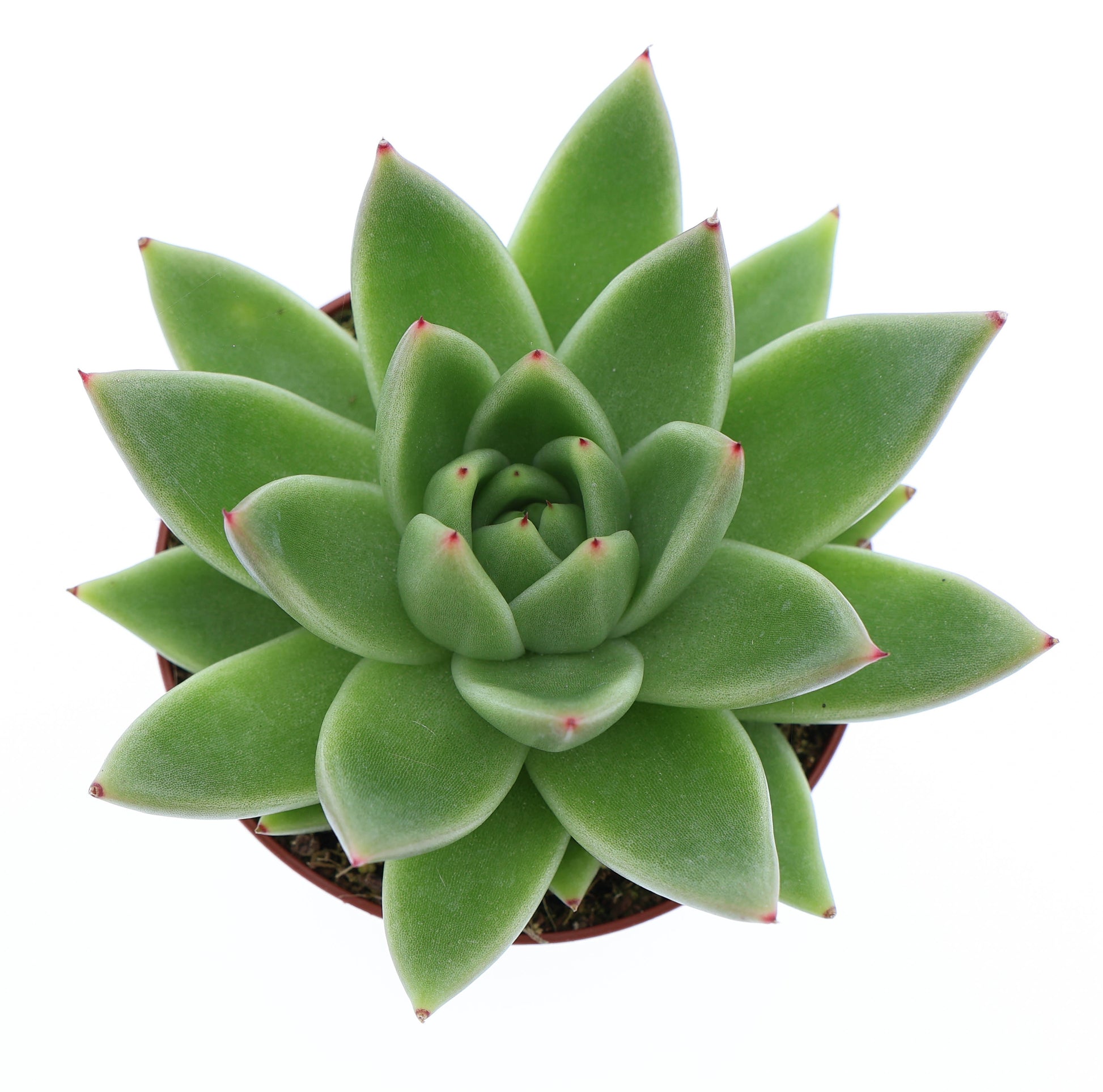 Echeveria miranda 10cm Special Pot (508)