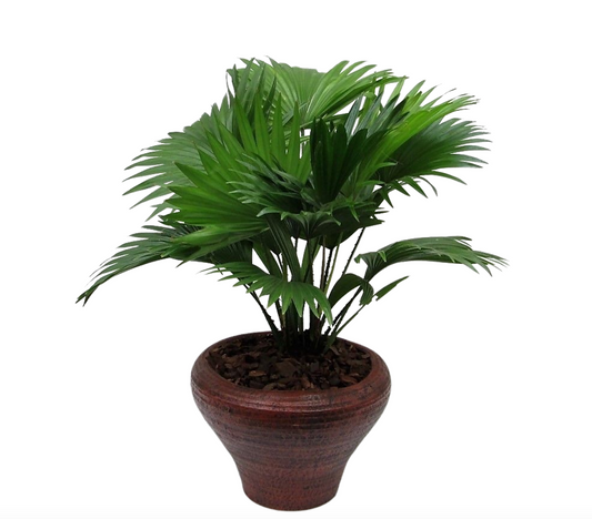 Livistona rotundifolia 60cm 26cm Pot